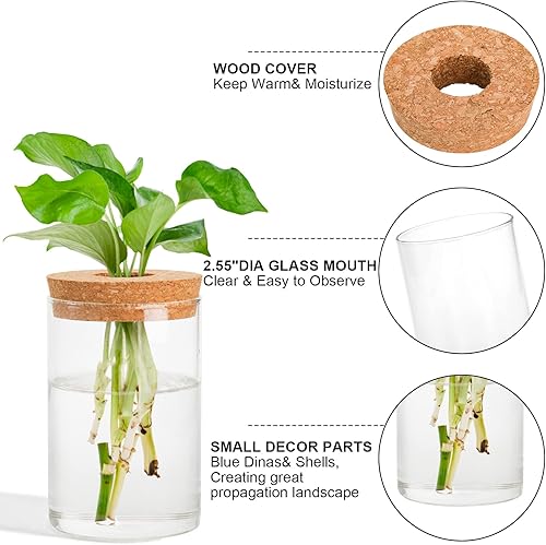 Miniatura 3 de Lawei 3 estaciones de propagación de terrarios de plantas, jarrón de vidrio de mesa para plantar agua con bandeja de madera, recipientes