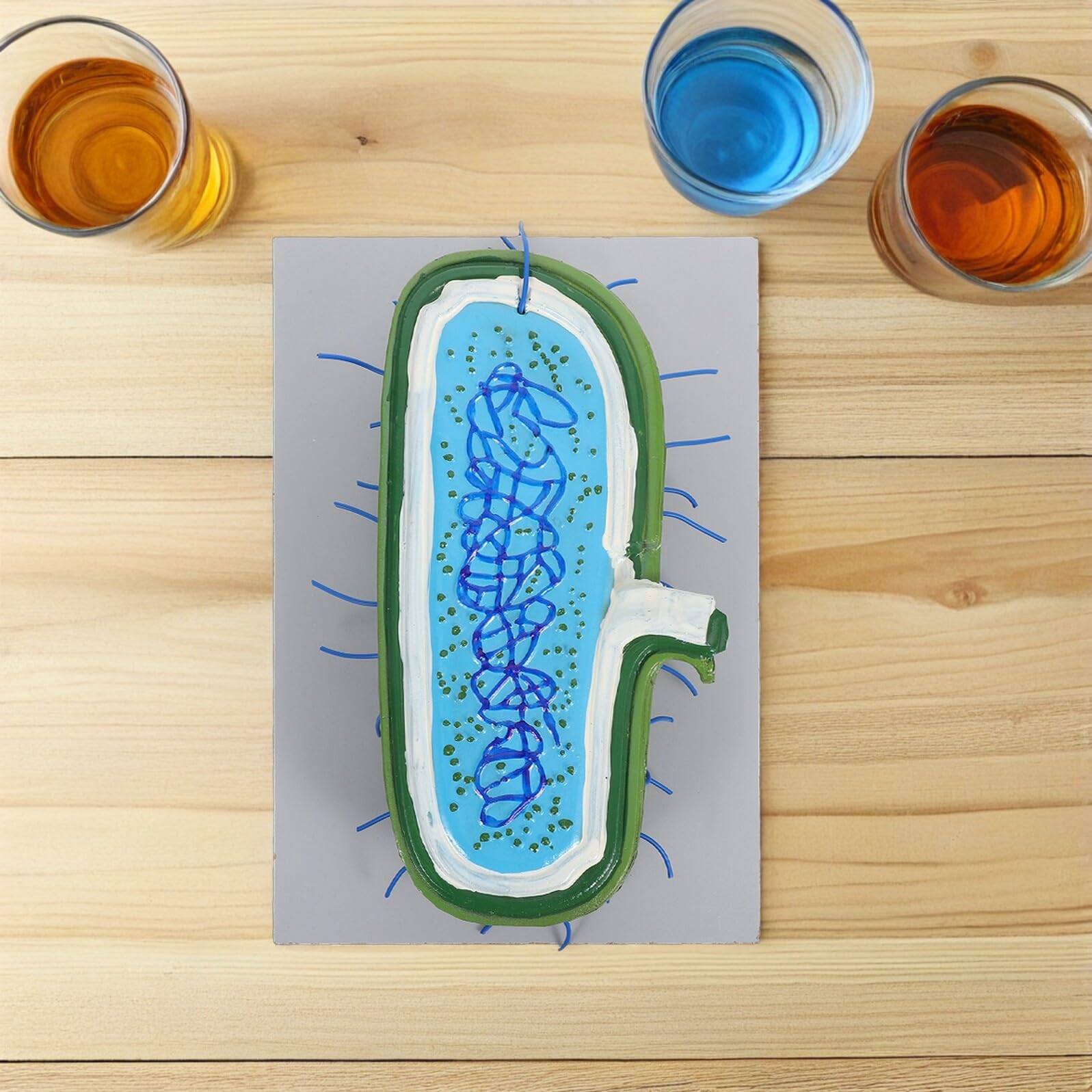 Vergrößertes Zellkernmodell aus Kunststoff für Biologieunterricht | Detaillierte Zellorganellen Darstellung, Demonstrationsmodell für Schüler, Naturwissenschaftlicher Unterricht