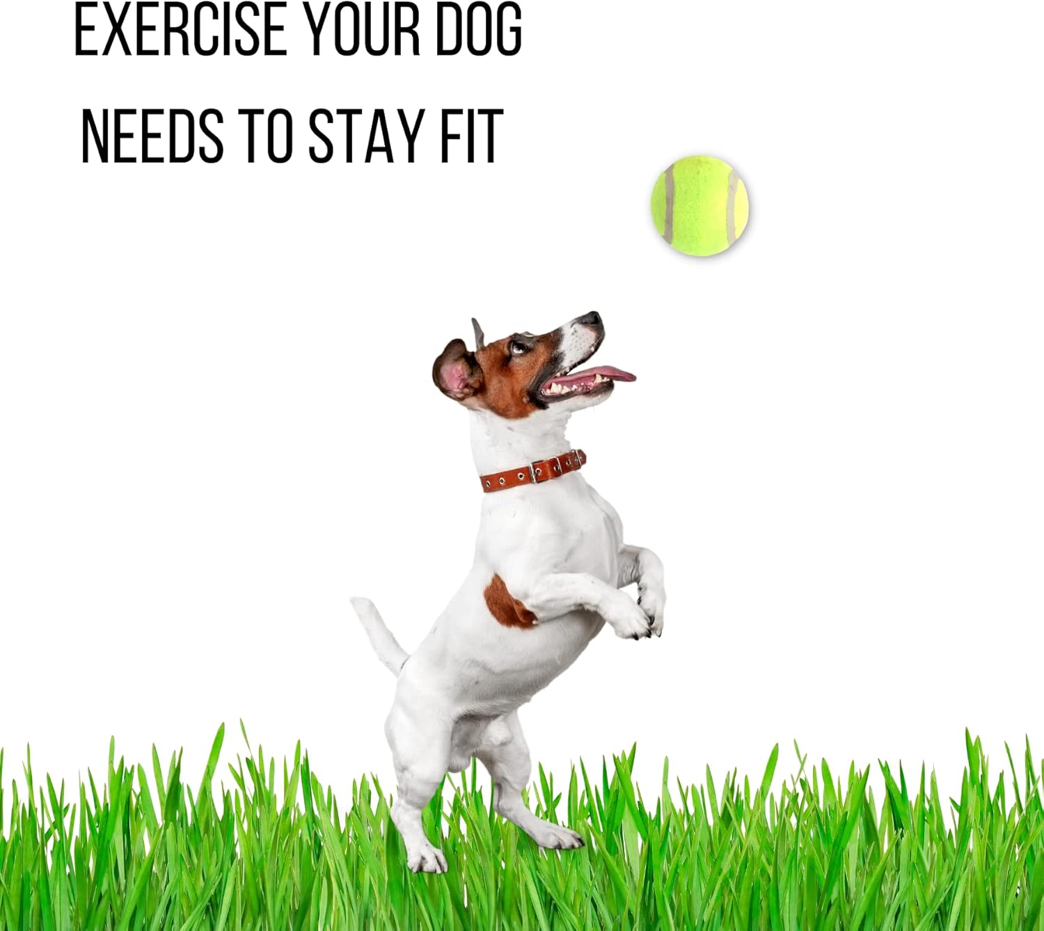 Dog Tennis Balls Toy Strong Gentle on Teeth Standard Size Outdoor