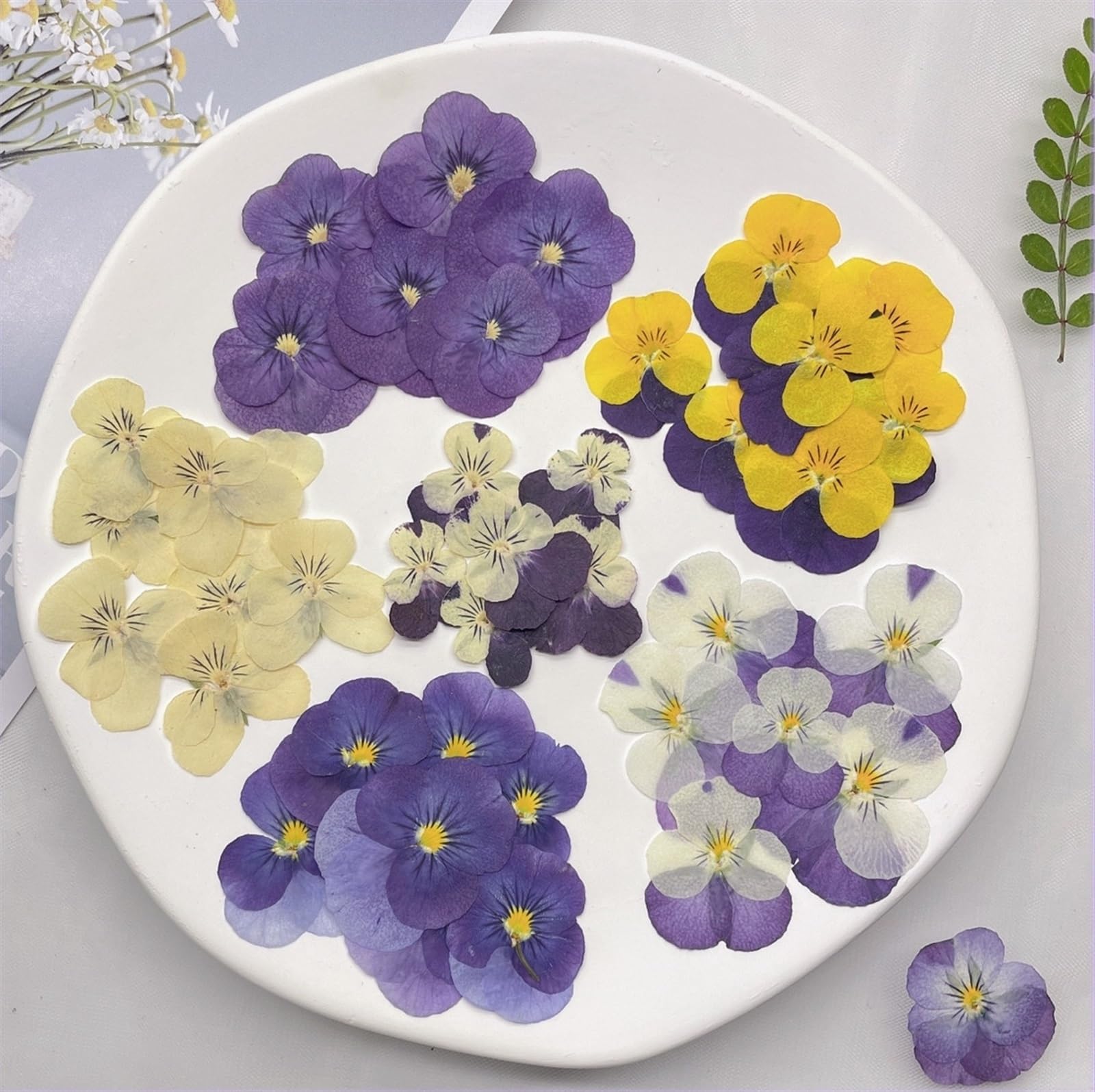 Fiori Secchi Pressati 1 set di erbario di Corydalis Suaveolens essiccato pressato for nail art, trucco viso, cornice for gioielli in resina epossidica, custodia for telefono, artigianato fai da te(VIO