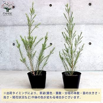 Amazon.co.jp: メラレウカ・メディカルティーツリー 4～4.5号鉢