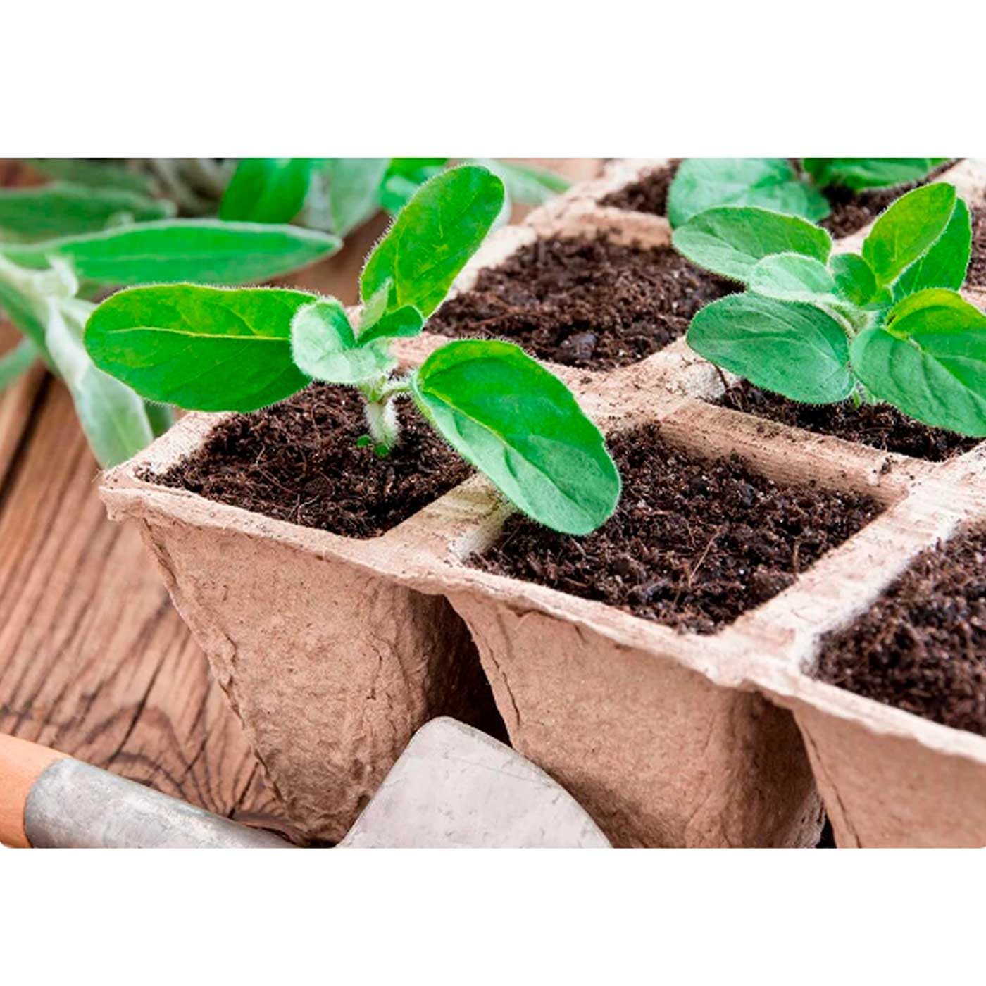 Acan Tradineur - Pack de 72 bandejas de semilleros biodegradables para 6 Plantas, germinación, Papel, Crecimiento, propagación, Cultivos - 12 x 8 x 5,2 cm