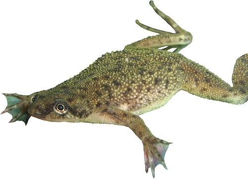 Miniatura 4 de Nature Gift Store Hábitat de hormigas de ecosistema iluminado en vivo ahora con 25 hormigas vivas 1 tubo de hormigas - Se ilumina