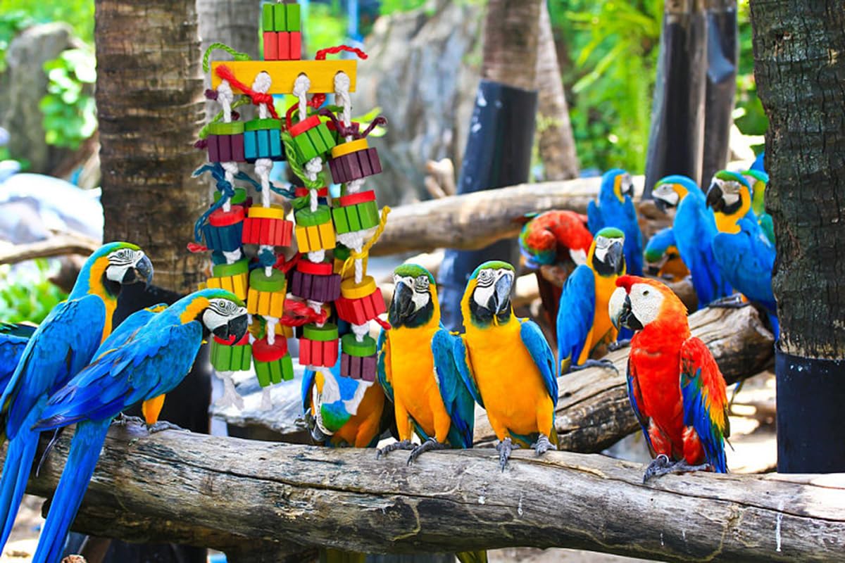 Grand oiseau perroquet jouets à mâcher pour aras, gris africain, perroquets amazones, cokatoos (50,8 cm)