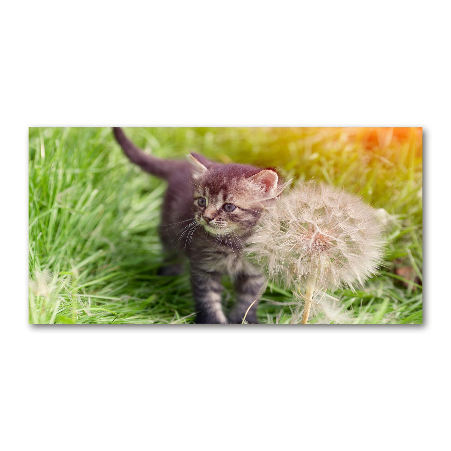 Tableau plexiglas animaux gris Tulup 120x60cm pour habiller un grand mur vide
