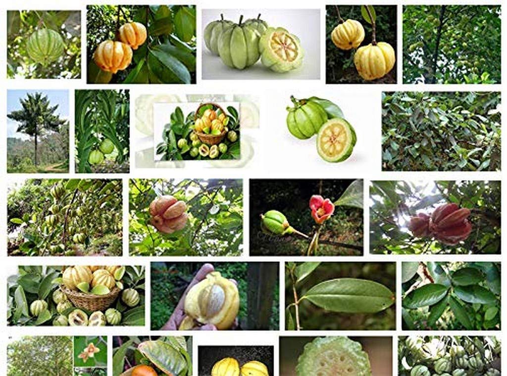 Creative Farmer Live Plant Malabar Tamarind (Kudam Puli) Manda Huli/Mantulli/Punara Seeme Hunnise/Upagi Mara (Pot Tamarind) Garden Plant(1 Healthy Live Plant) E