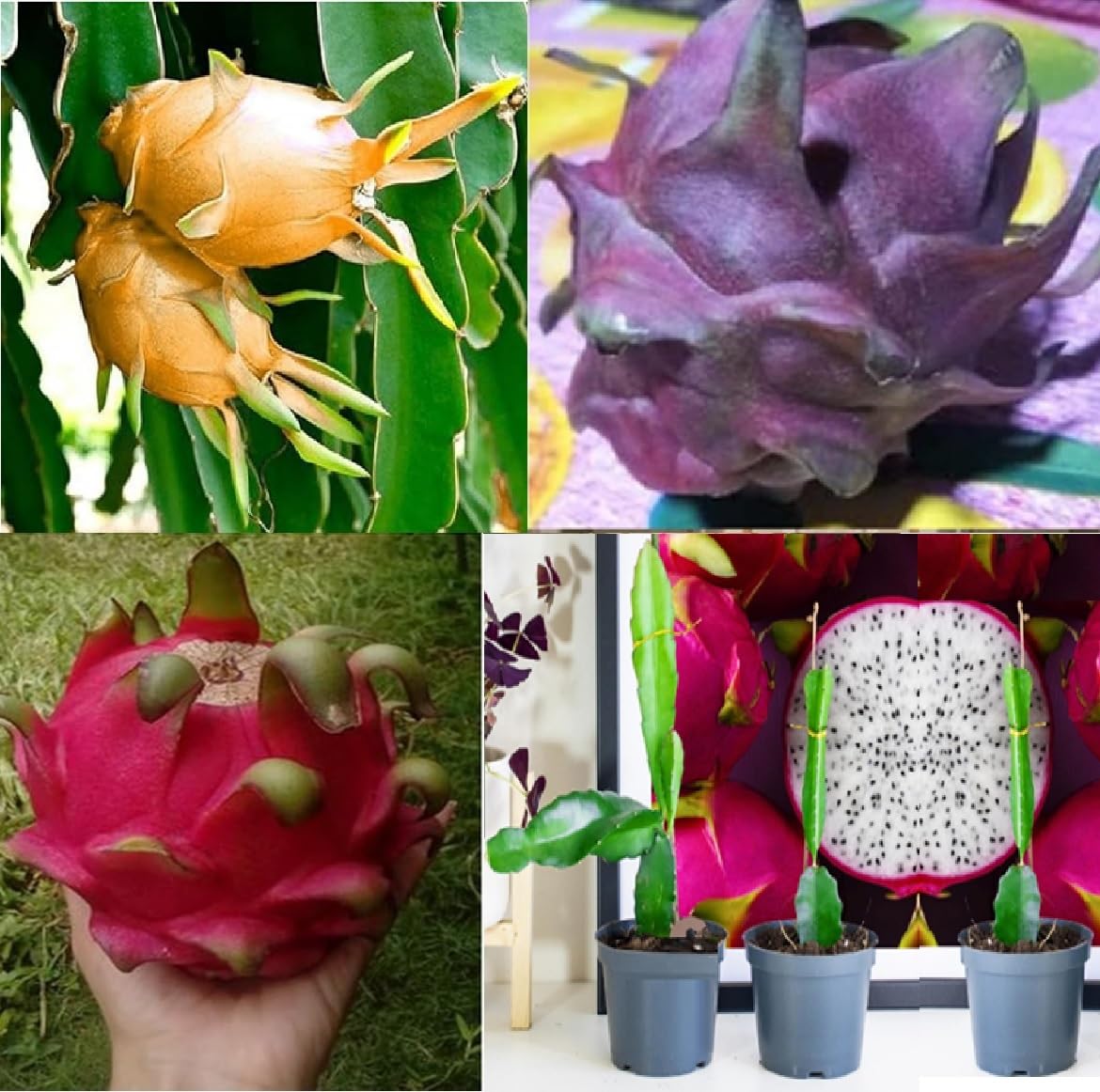 See full amazon price history chart for Green view Super Exotic Combo 3 Hawaiian Orange Dragon|M Black Dragon|Siam Red Dragon Fruit Plant Pack of All Three- 3 Varieties Hybrid Rooted Dragon Saplings Pack of 3 Green view Super Exotic Combo 3 Hawaiian Orange Dragon|M Black Dragon|Siam Red Dragon Fruit Plant Pack of All Three- 3 Varieties Hybrid Rooted Dragon Saplings Pack of 3 (B0CY5LPYR5) Amazon Price History, Amazon Price Tracker