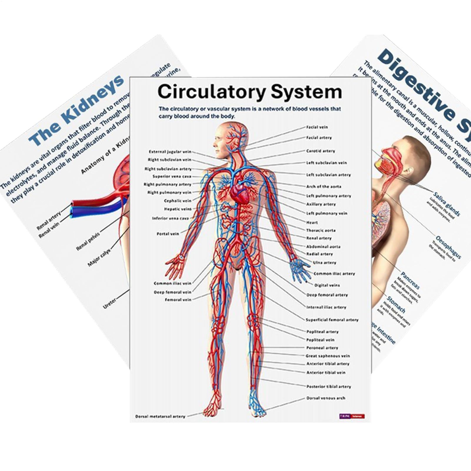 16pcs Human Anatomy Posters - Educational Anatomical Charts, Muscular System Wall Art | learning supplies for Nursing School, Science Classroom, Medical Study, Hospital Lab, Beginner Use