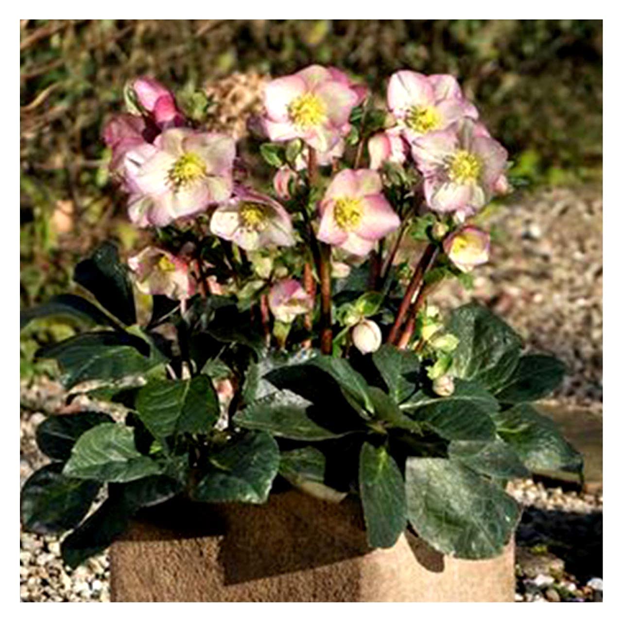 Amazon.co.jp: 高級品種・冬咲きクリスマスローズ Ice N'roses 氷の