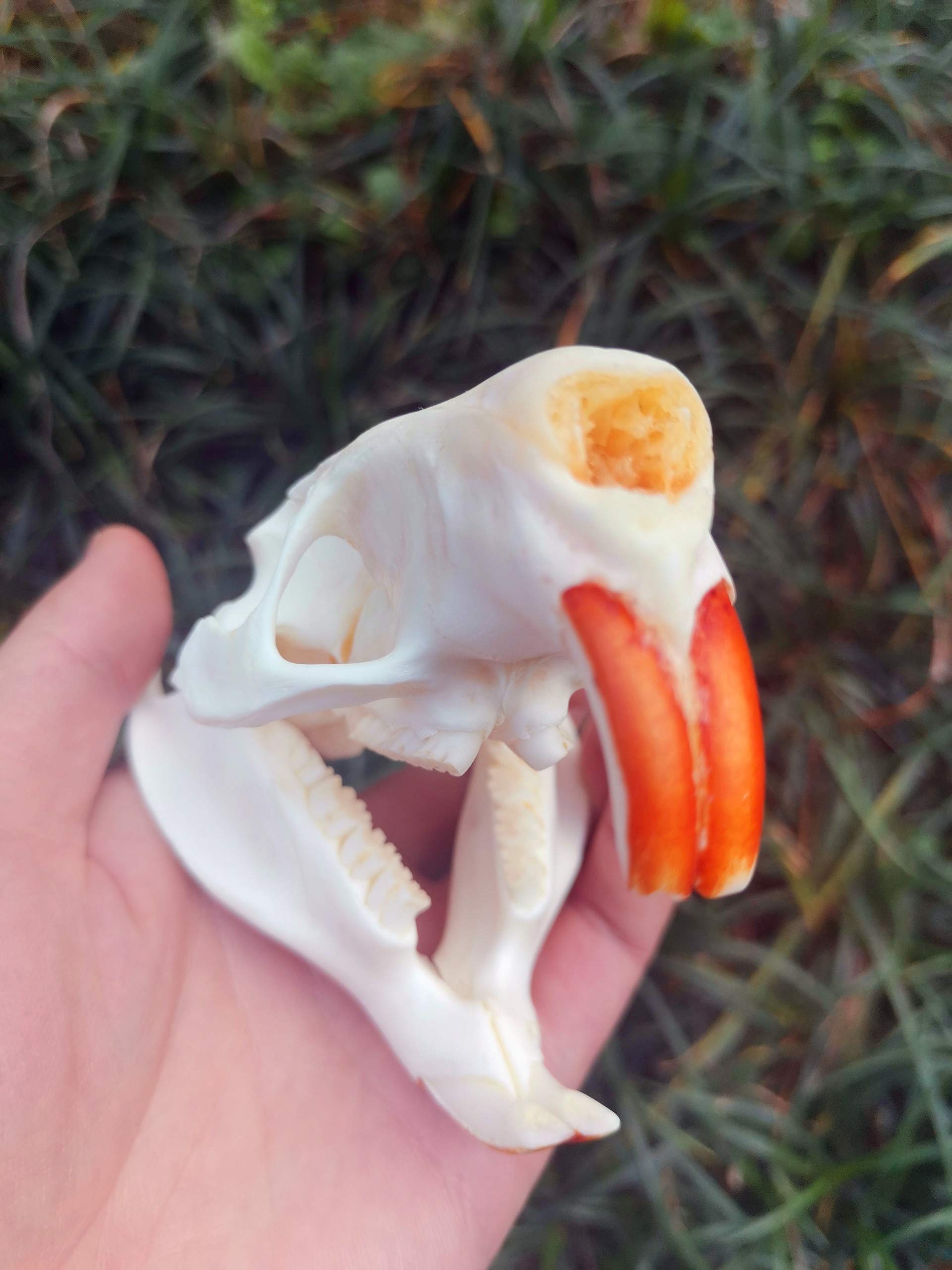 Amazon | 100%リアルな動物の頭蓋骨、ビーバーの頭骨、骸骨の頭は部品