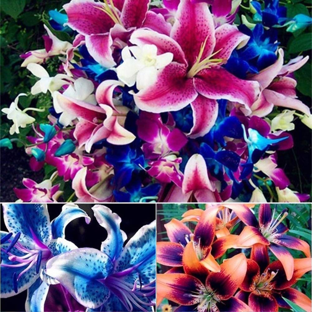 little finger Lily Flower Seed 100Pcs Mixed Lily Bulbs Seeds Balcony Plant Lilium Perfume Flower Bonsai Decor Flower Seeds - 100pcs