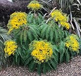 RIESENGÄNSEDISTEL VON DEN CANAREN - SONCHUS...