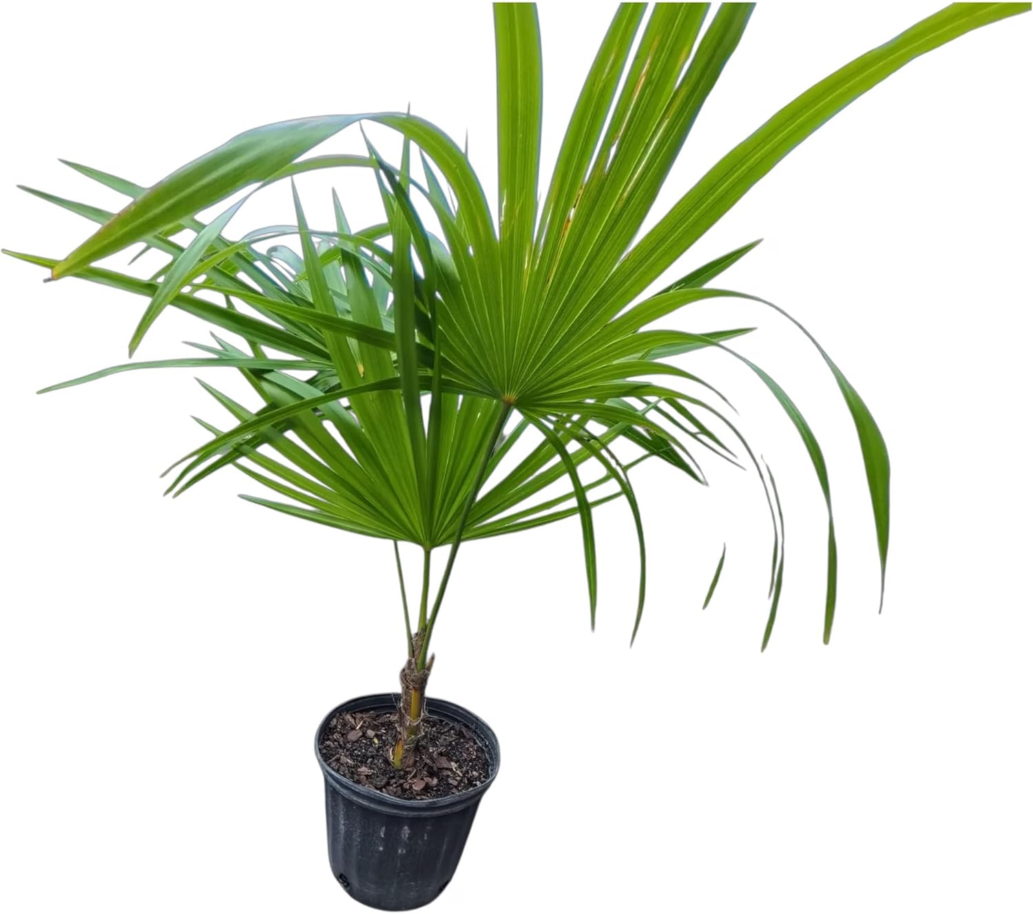 Thrinax Radiata Palm Tree – Florida Thatch Palm Live Tropical Plant, Fan-Leaf Caribbean Palm for Outdoor Landscaping & Coastal Gardens (No Pot) (2, Medium)