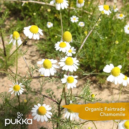 Miniatura 5 de Té orgánico Pukka sin cafeína