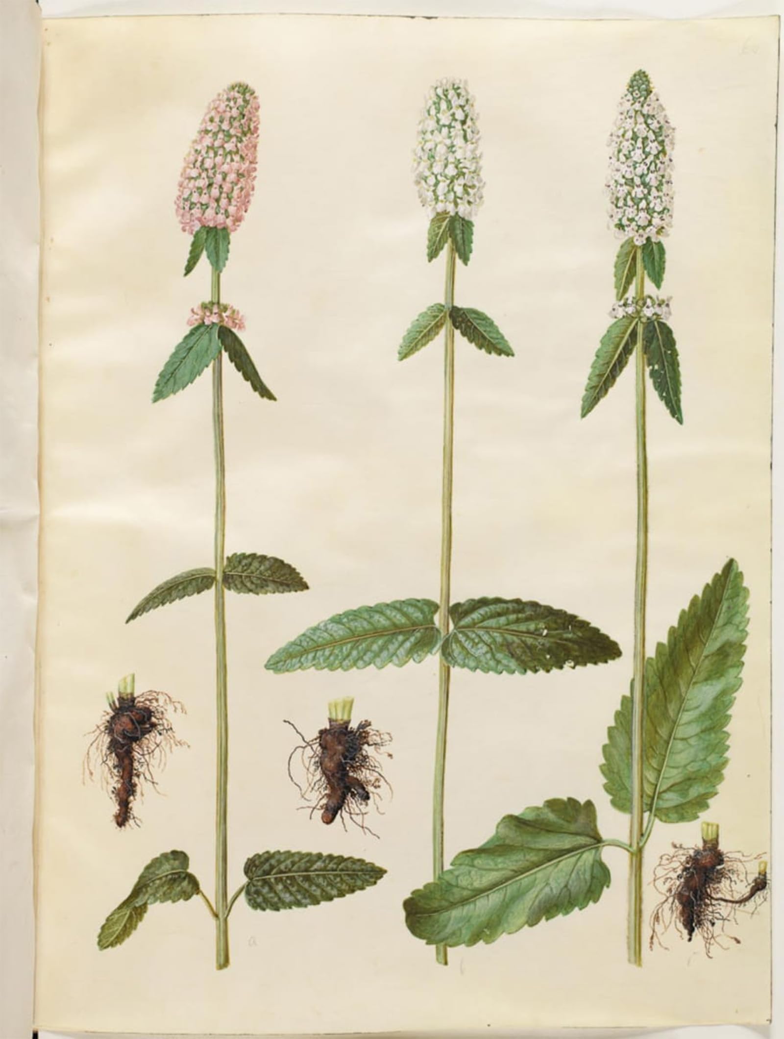 POSTERIIk Vintage Art Print Images Pictures Print Stachys Officinalis by Hans Simon Holtzbecker Modern Colour Posters for Office Home Decor 60x90cm