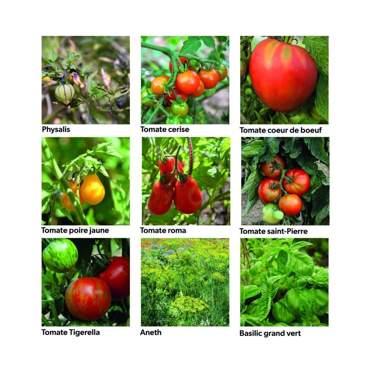 Radis et Capucine - Coffret 40 sachets de graines