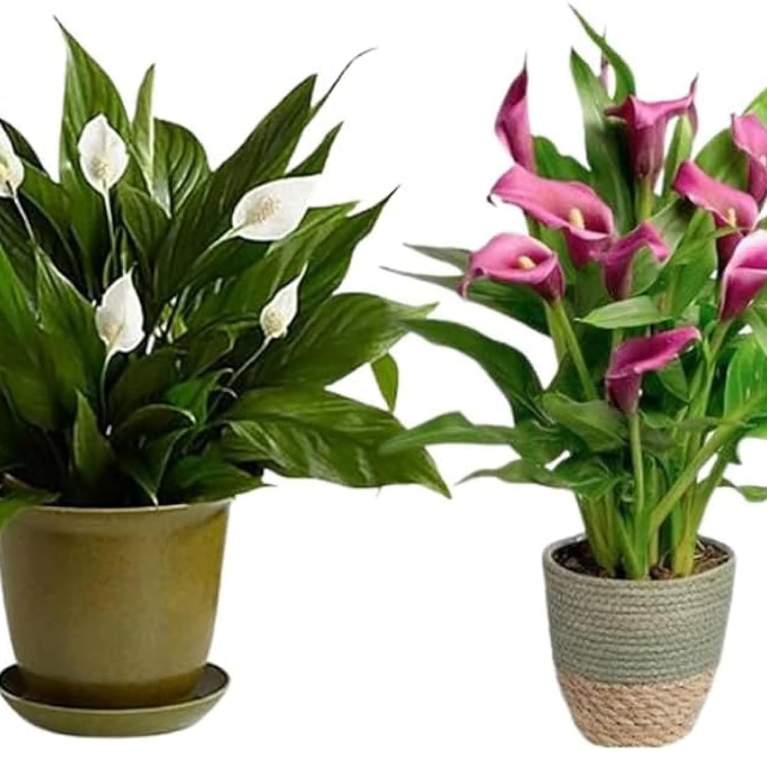 Guruji Plantation Live Peace Lily Indoor Plants, Set of 2, for Living Room, Balcony, Home and Office Decor with Black Plastic Pot (B0D5ZJJ7YB) Amazon Price History, Amazon Price Tracker