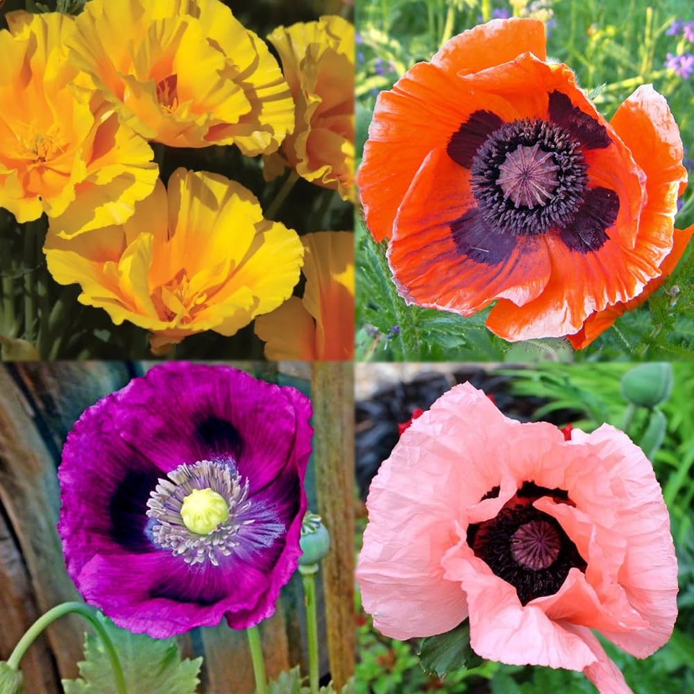 1000+ Perennial Mixed Poppy Flower Seeds for Planting Outdoors-Poppy Seeds Attracts Bees&Butterflies Fragrant Butterfly