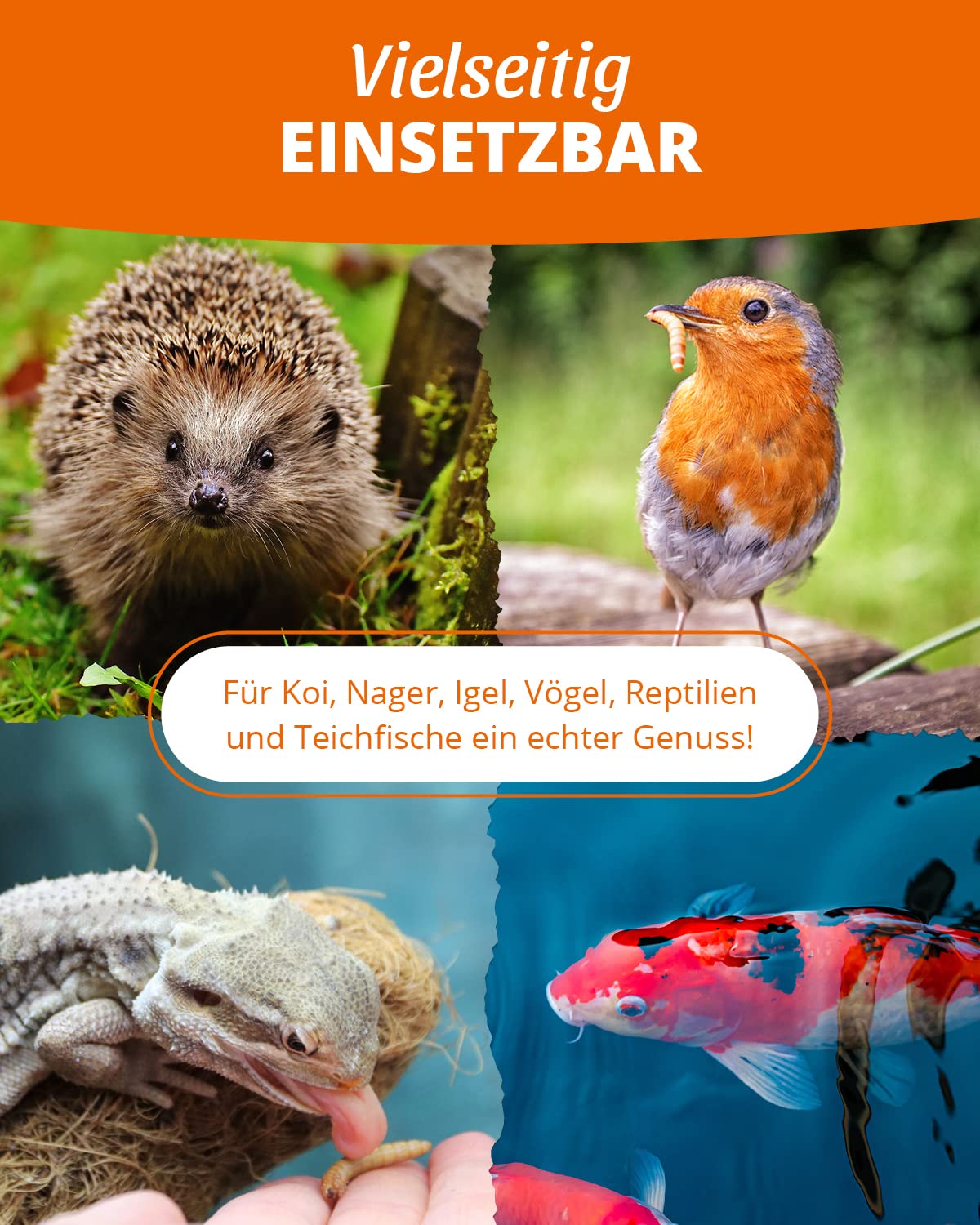 petifool petifool Mehlwürmer getrocknet 5kg – Insektensnack für Vögel, Nager, Fische, Schildkröten und Reptilien – hochwertiges Naturprodukt – proteinreicher Snack für Wildvögel