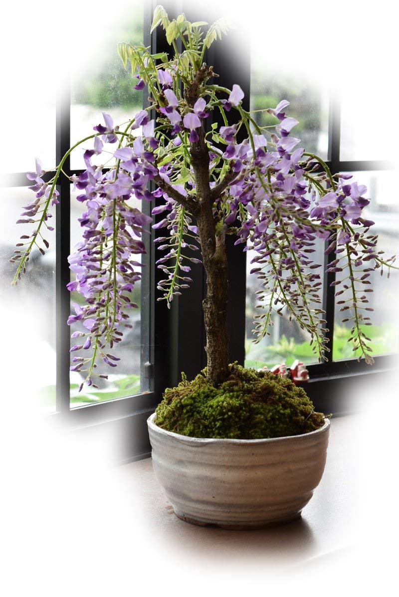 Amazon.co.jp: 母の日ギフトに5月に開花藤盆栽 香りとお花が楽しめる