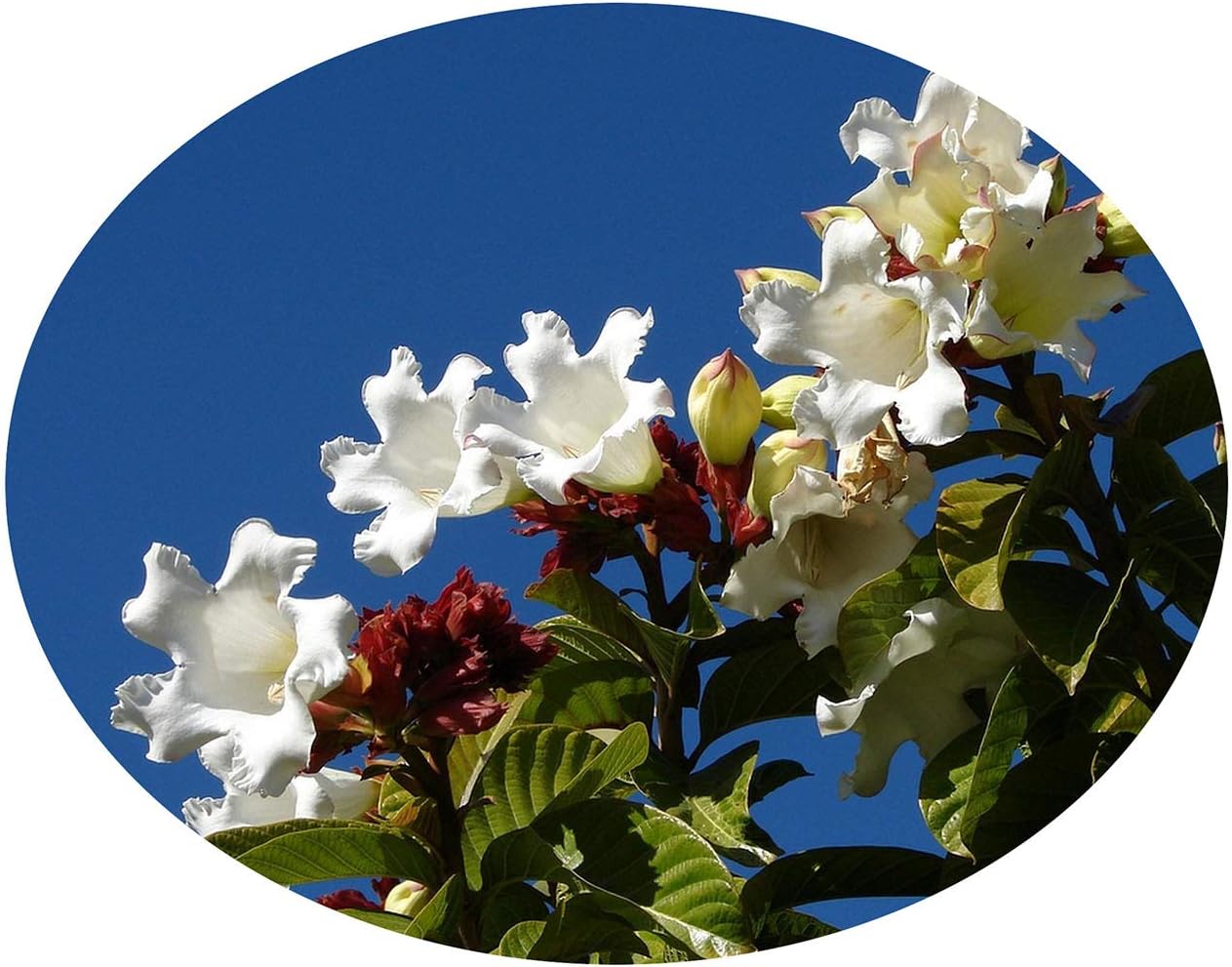 Easter Lily Vine - Beaumontia grandiflora - Live Tropical Plant - Spring Winter Fragrant White Flower- Emerald Goddess Gardens - Starter Sz 4 Inch Pot