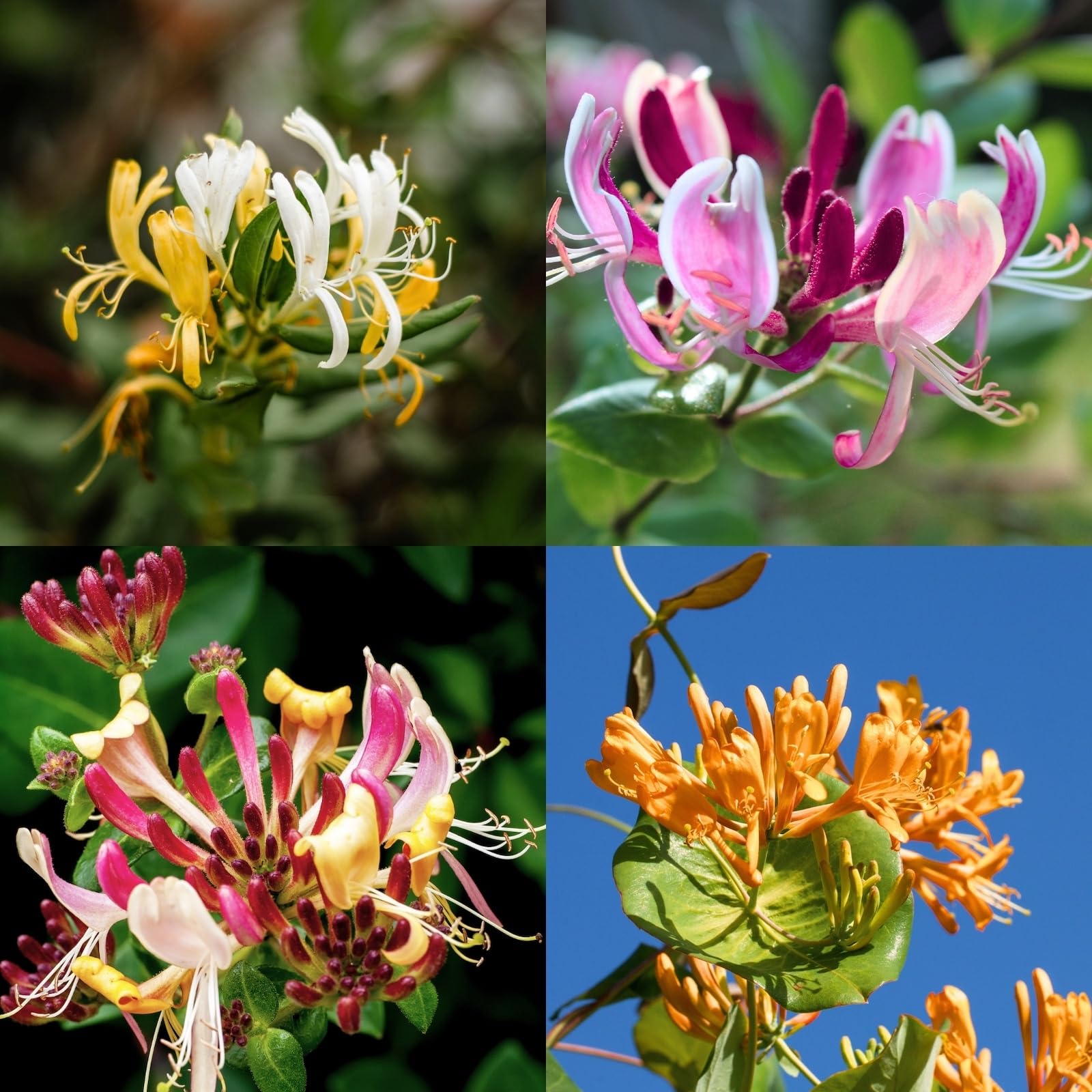 Carbeth Plants 3 x Lonicera Honeysuckle Plant Mix in 9cm Pots