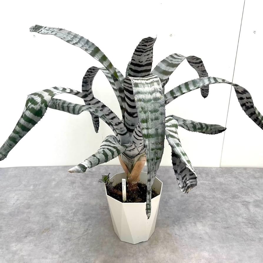 Amazon.co.jp: エクメア ブラックアイス 約5号 子株付き タンク