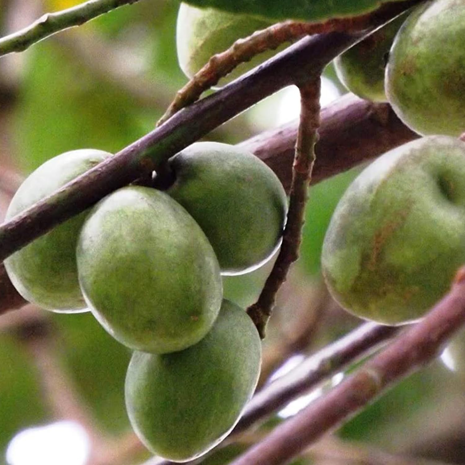 See full amazon price history chart for Hug A Plant | Jalpai Fruit/Ceylon Olive/Wild olives (Elaeocarpus serratus) Fruit Live Plant (Home & Garden) Hug A Plant | Jalpai Fruit/Ceylon Olive/Wild olives (Elaeocarpus serratus) Fruit Live Plant (Home & Garden) (B0CBBXM4S7) Amazon Price History, Amazon Price Tracker