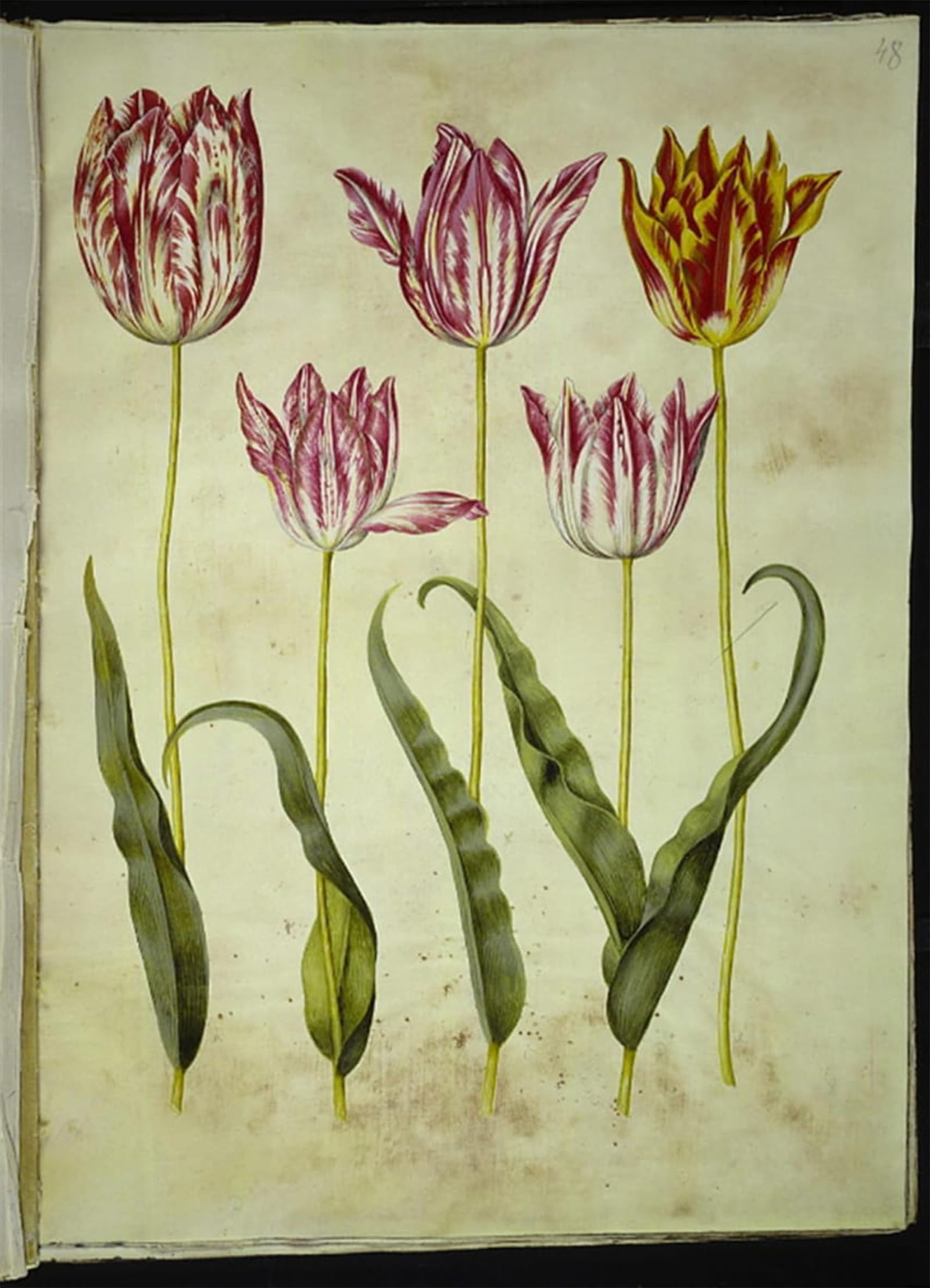 ARTXLXXBN Famous Print Painting Colorful Art Print Tulipa Gesneriana by Hans Simon Holtzbecker Canvas Art Decorations for Home Decor 60x90cm