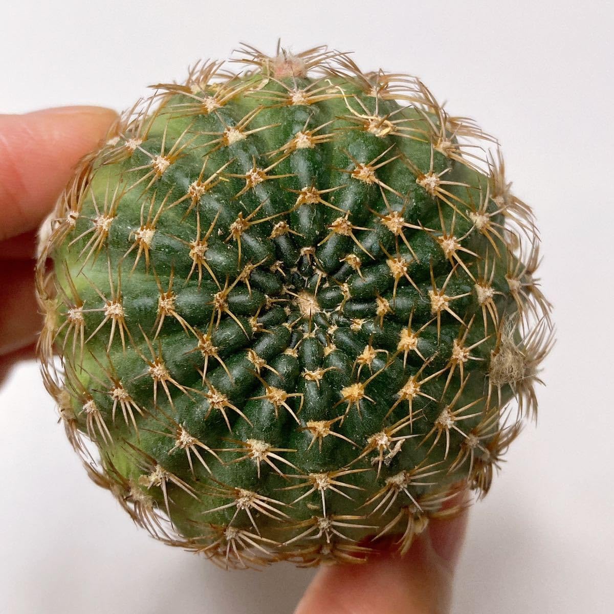 Amazon.co.jp: 新昭和！多肉植物 花サボテン ロビビア