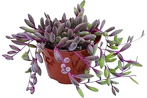 Live Succulent Green Bird Flower Plant Home Decor