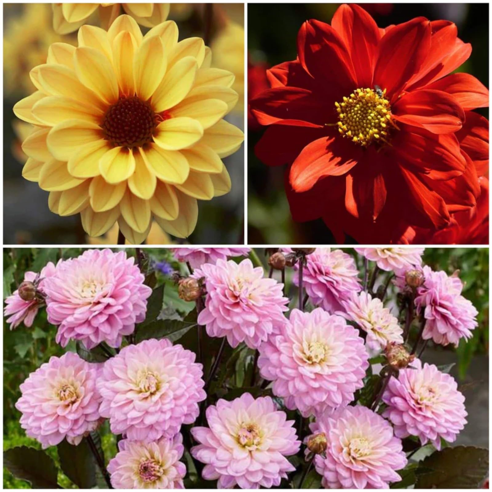Dahlia Bulbs Mix for Planting Now UK,Hardy Perennial,Dahlia tubers Bulk,Strong Plants That Grow Well,Beauty of Garden,Wedding Flowers,Gift Ready-8bulbs-D