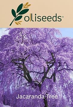 Jacaranda Tree Seeds – Jacaranda mimosifolia – Purple Flowering Ornamental Tree – Bonsai & Garden Growing – OliSeeds (10 Seeds)