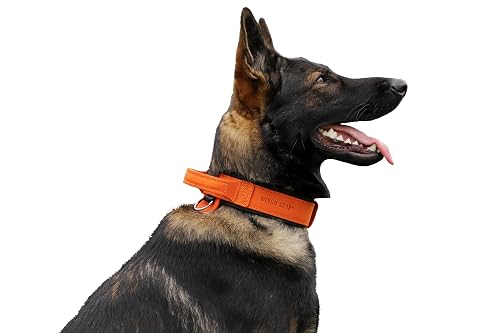 Dingo Gear Collar para Perro Drago de Cuero, Amortiguado con Asa Ancha y Fuerte, Hecho a Mano