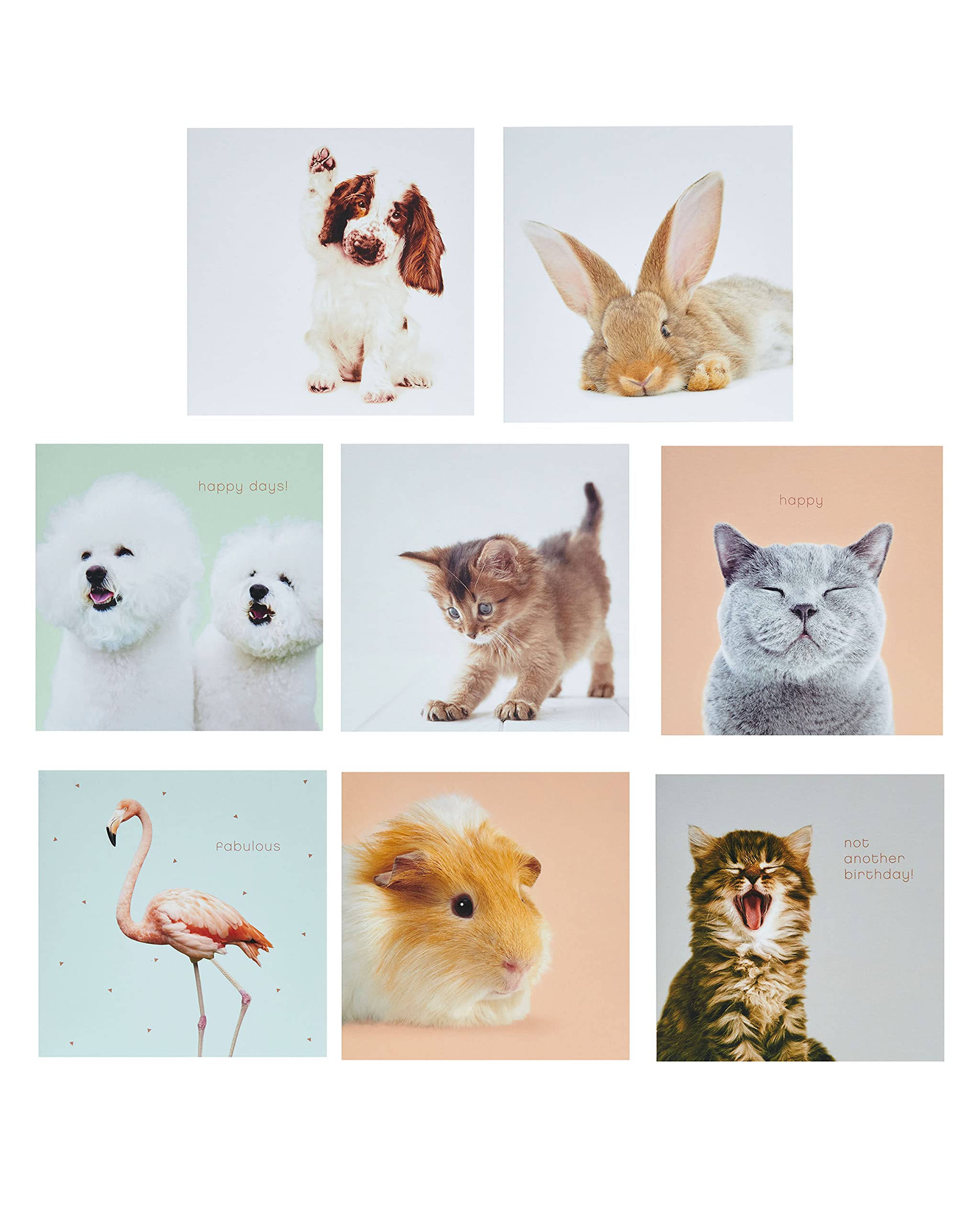 UK GreetingsMultipack of 8 Greeting Cards for Him/Her/Friend - Cute Animal Design