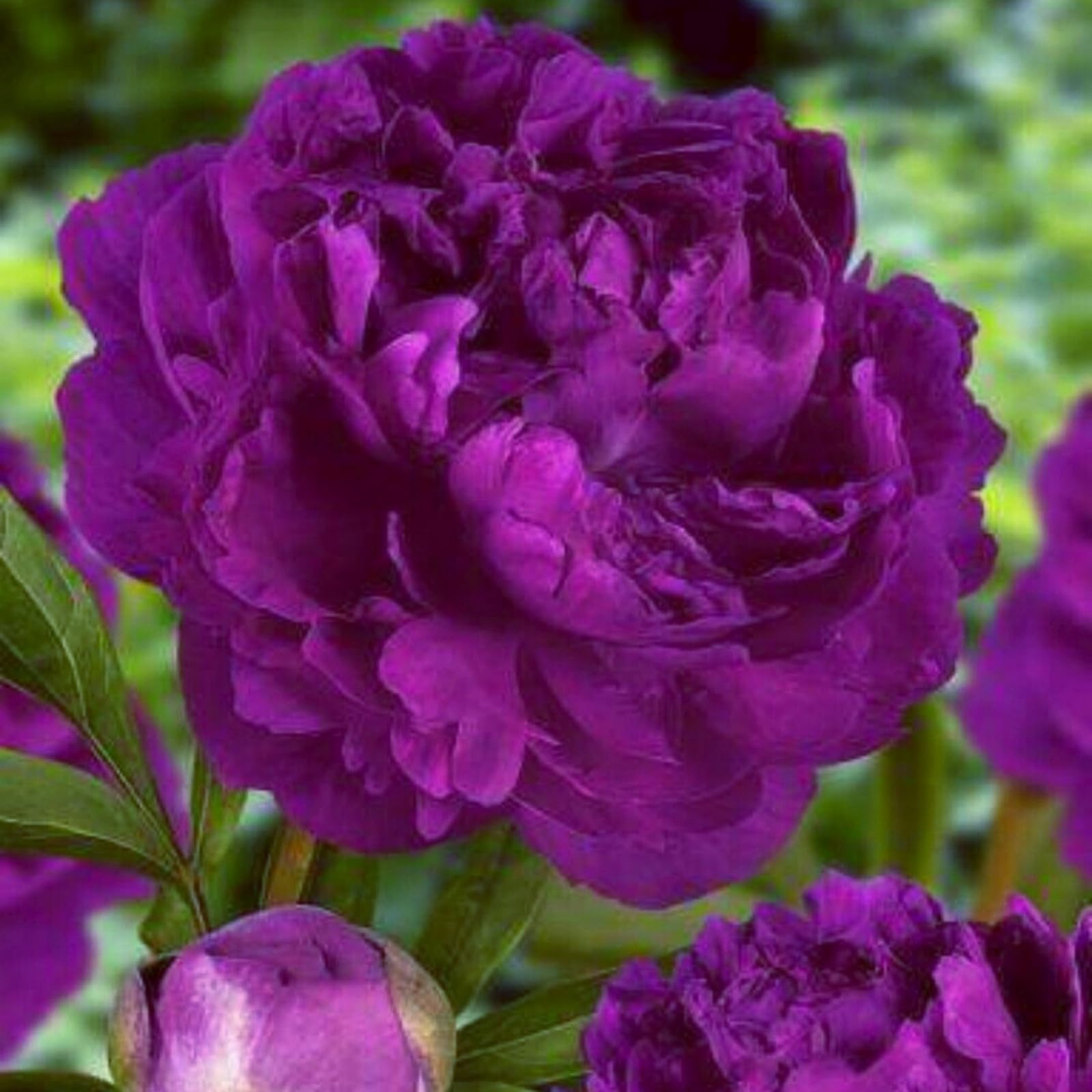 Ottimi per principianti, Bulbi di peonia - decorazioni da giardino e decorazioni per la casa-5 Bulbi-A