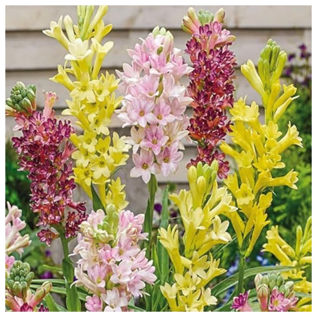 Rajanigandha Plant Different Colour Fragrance Tuberose Rajnigandha Double Petal All | Desertcart Australia