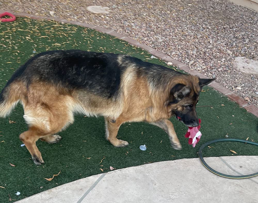 Jalousie Paquete de 5 Juguetes chirriantes para Perros sin Relleno con Forro Duradero, sin Relleno, Juguetes para Perros sin Relleno, Juguete chirriante para Perros medianos y Grandes