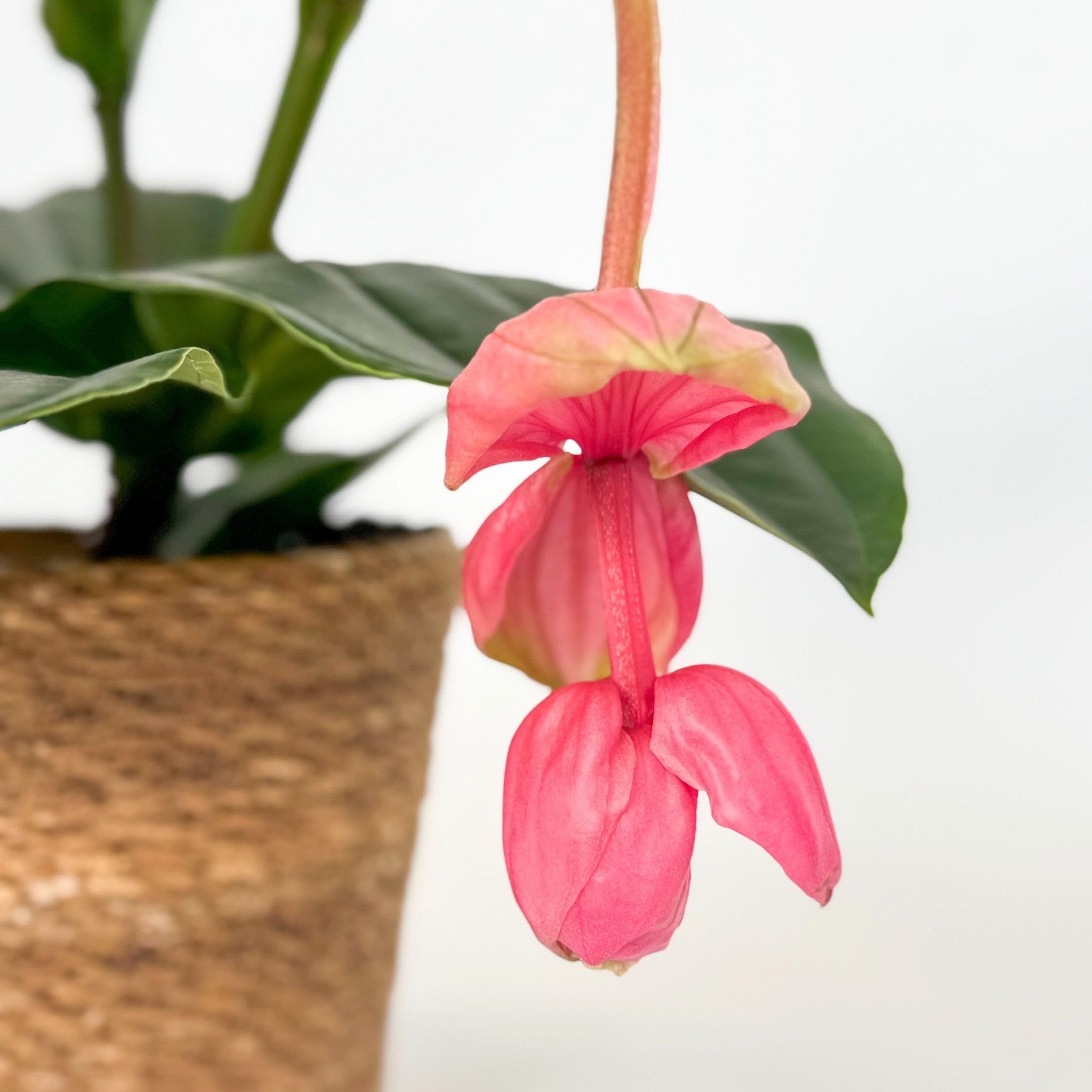 Plant in a Box - Medinilla Magnifica 'Lambada' - Rosenmedinilla -  Zimmerpflanze  14 cm  Hhe 4050 cm : Amazon.de: Garten