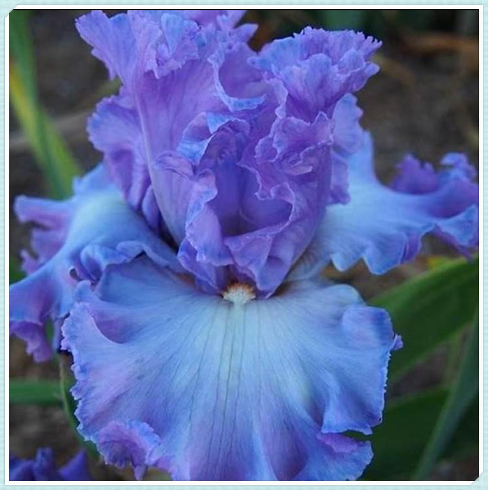 Wedding, Iris Bulbs for Planting Now UK, Greening Flower, Hardy Perennial, Iris Bulbs, Garden Flowers, Plant Bulbs, Natural Organic, 3bulb-h