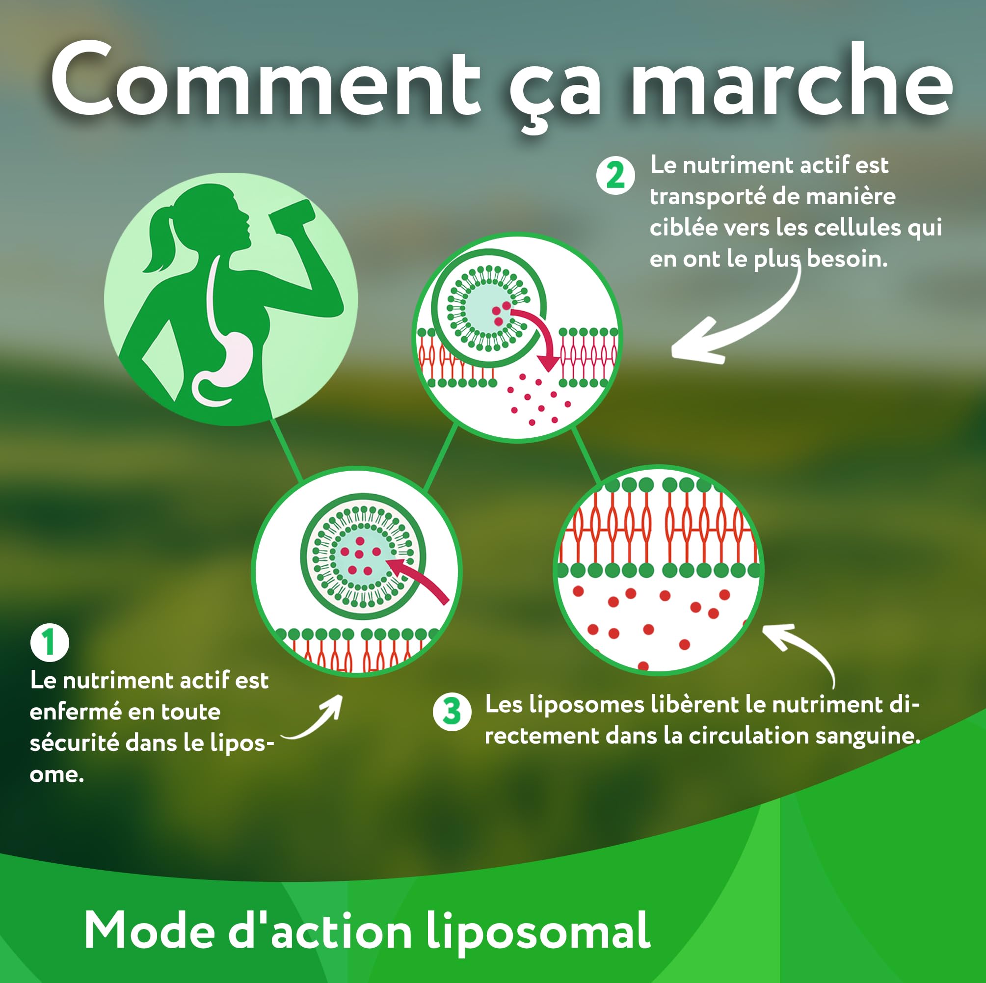 Vitabay NAD+ liposomal 1000 mg avec trans-resvératrol 600 mg - 90 softgels végétaliens - haut dosage, vegan, testé en laboratoire en Allemagne - complément NAD - sans OGM - 45 jours