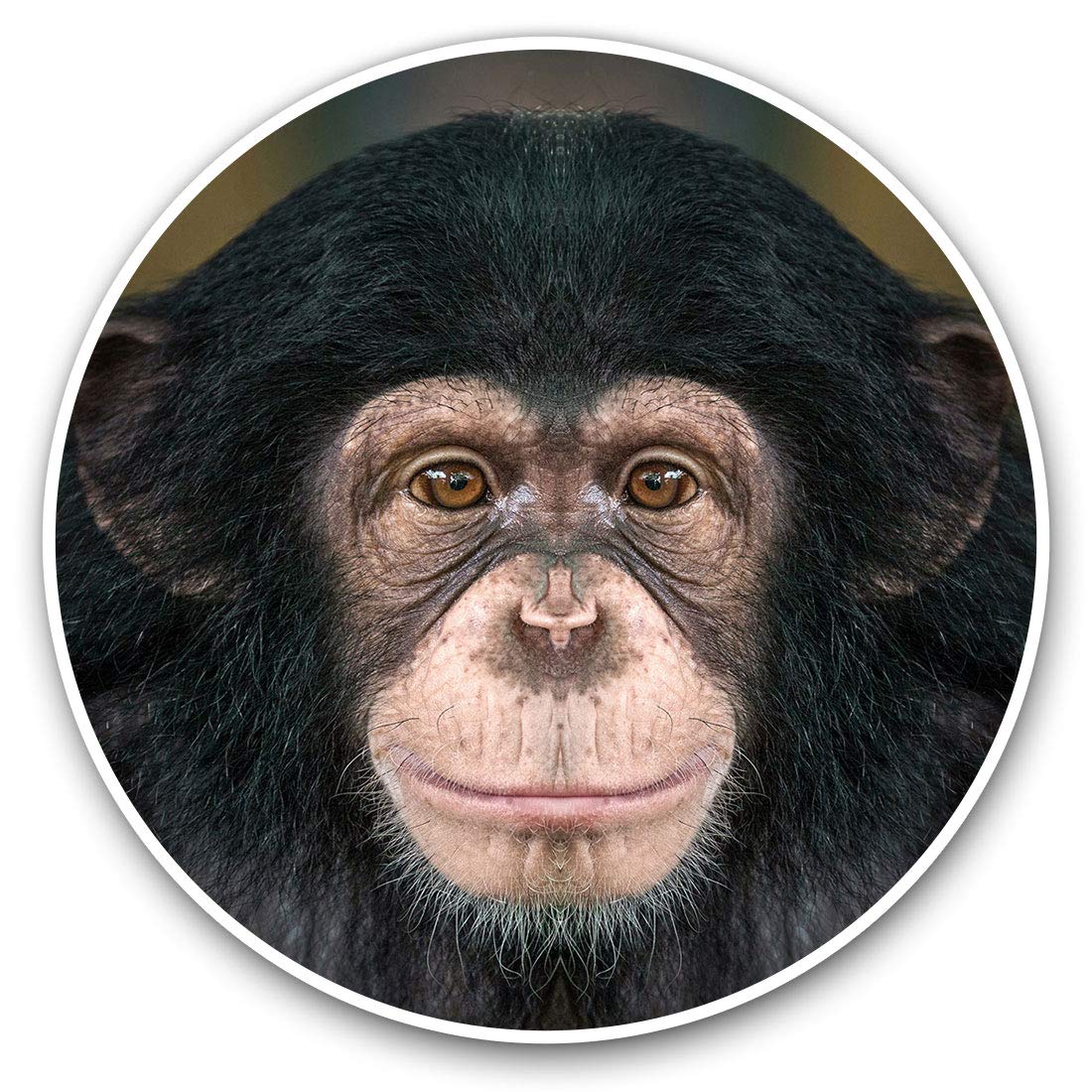 Vinyl Stickers (Set of 2) 20cm - Cheeky Chimpanzee Monkey Laptop Tablet Luggage Scrapbook #14240