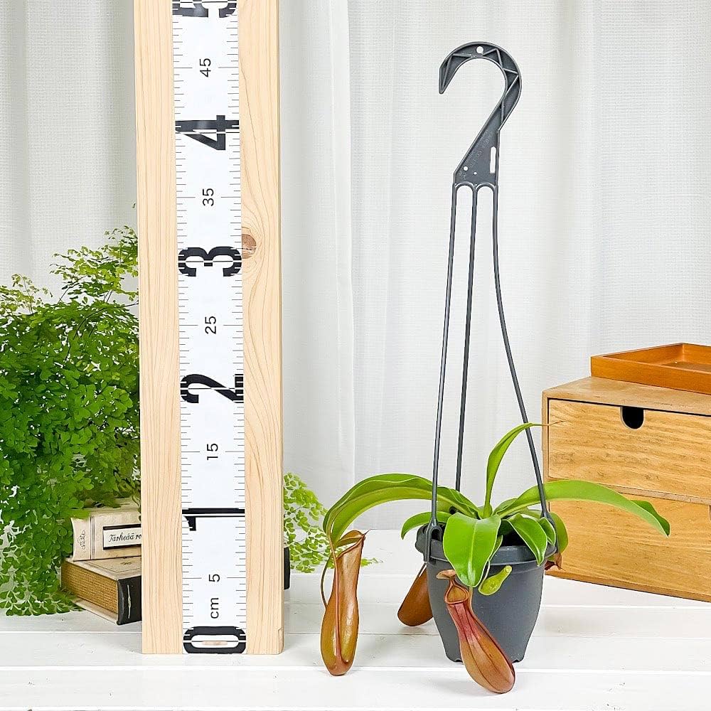 ネペテス アラタ 釣り鉢ごと発送 チャーム（ペット） （食虫植物）ウツボカズラ ネペンテス