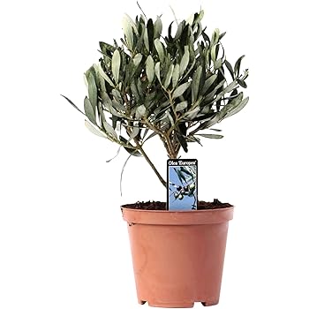 Olea Europaea Olivenbaum Winterhart Mediterrane Pflanzen Garten Und Balkonpflanzen Winterhart Hohe 25 30cm Topf O 12cm Amazon De Garten