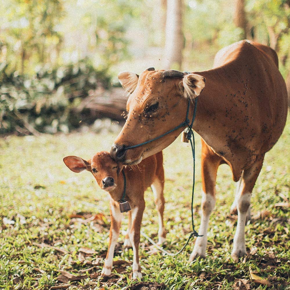 12 Campane Per Animali In Rame - Per Mucche, Cavalli, Pecore E Gatti | Design Vintage E Funzionale - Foto 5