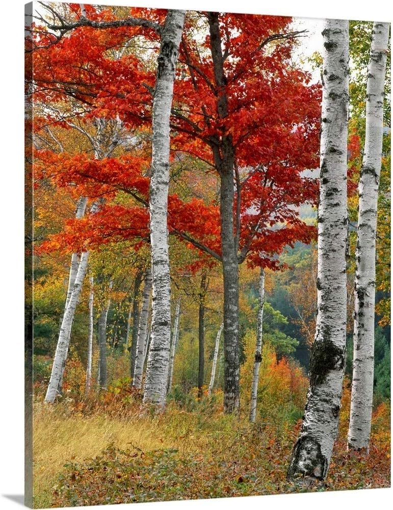 GREATBIGCANVAS Maine, Wyman Lake. Forest of Birch and Canvas Wall Art Print, Tree Home Decor Artwork, 36"x45"x1.5"