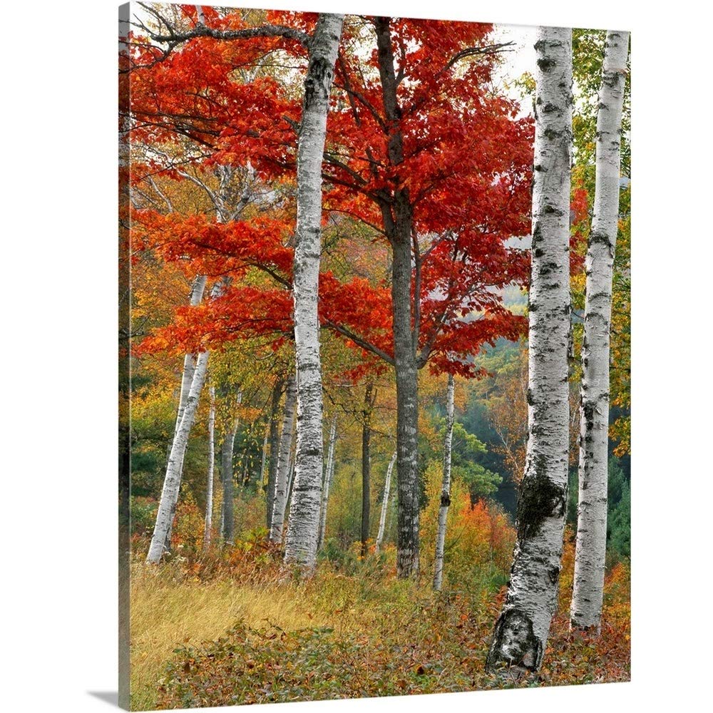 CANVAS ON DEMAND Maine, Wyman Lake, Forest of Birch and Maples in Autumn Colors Canvas Wall Art Print by Steve Terrill, Home Decor, Autumn, United States Artwork, 24"x30"
