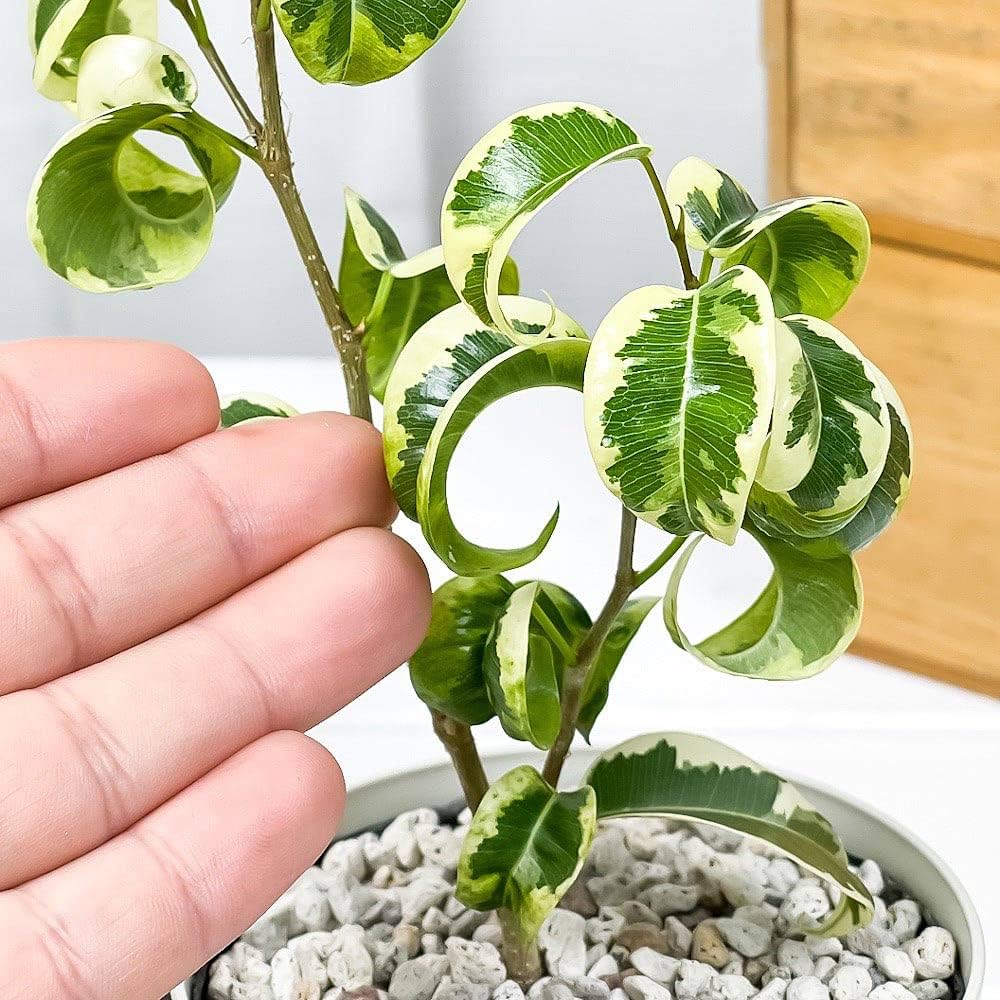 フィカス 観葉植物 フィカス｜観葉植物でも人気の10種類！置き場所や育て方のコツ
