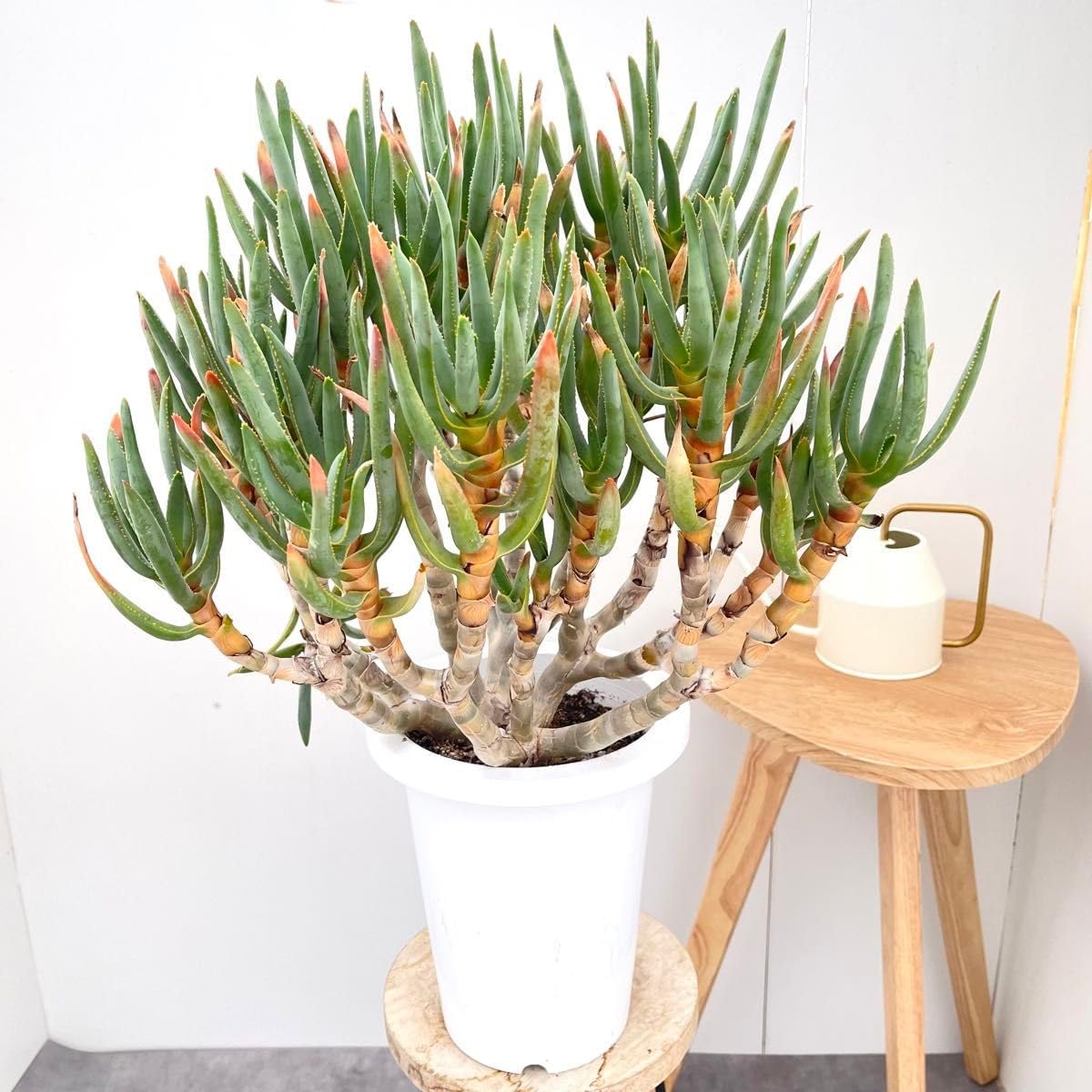 アクタス　H.W.F. ローテーブル　マホガニー材/メンテナンスワックス アクタス H.W.F. ローテーブル マホガニー材/メンテナンスワックス