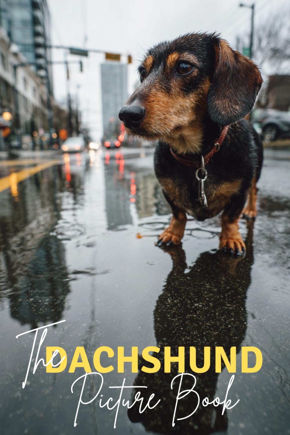 The Dachshund: A Premium Picture Book Celebrating The Dapper Wiener Dog